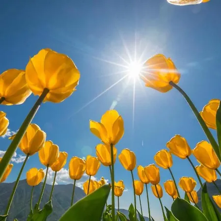 Apartament Berlioz Garden - Jardin,free Parking,ac,wifi *