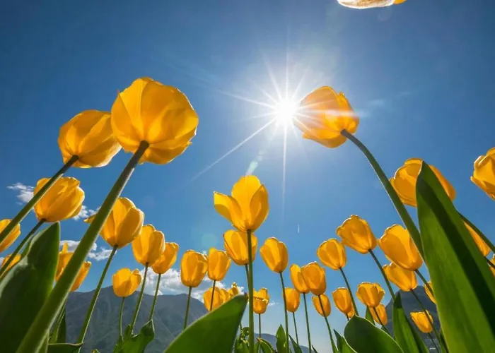 Lejlighed Berlioz Garden - Jardin,free Parking,ac,wifi *